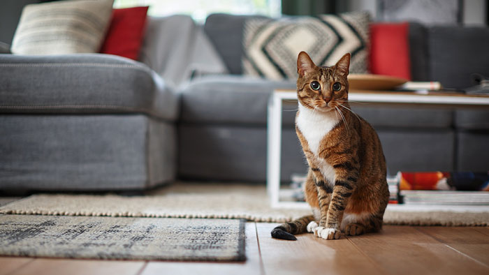 Heeft de kat overgegeven? Zo kun je kots opruimen