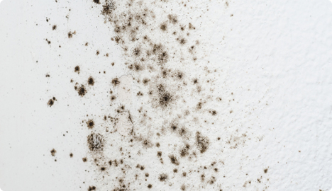 Allergènes - Moisissures