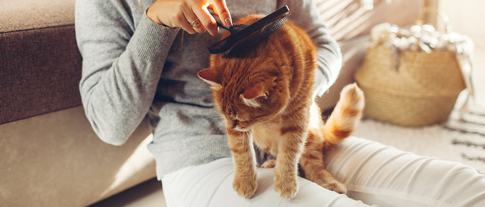 Allerg&egrave;nes domestiques&nbsp;- Squames d'animaux, faits allergiques